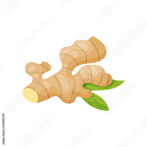 Raw ginger root with two green leaves. Fresh aromatic condiment. Cooking ingredient. Natural food. Flat vector icon