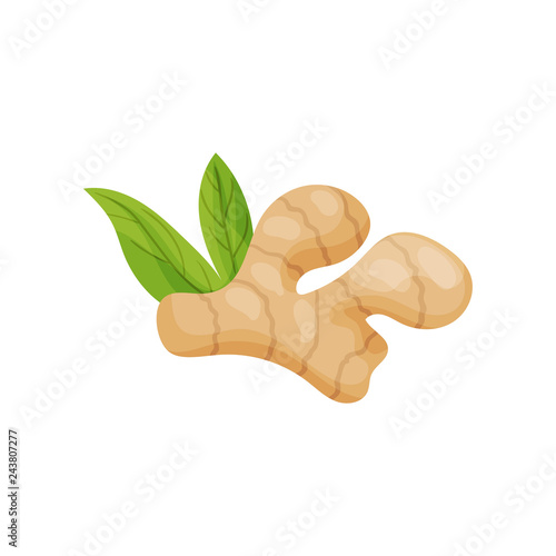 Fresh ginger root with two green leaves. Natural food. Organic product. Cooking ingredient. Flat vector icon