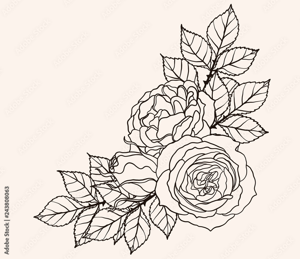 Rose ornament vector by hand drawing.Beautiful flower on brown  background.Sunset memory rose vector art highly detailed in line art  style.Flower tattoo for paint or pattern. Stock Vector | Adobe Stock