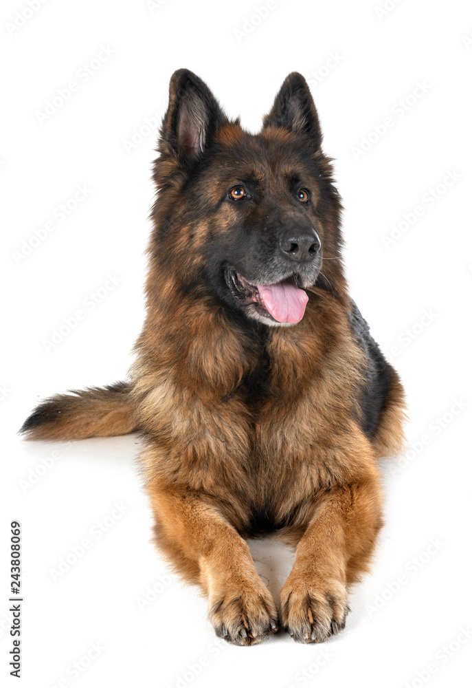 german shepherd in studio german shepherd in studio