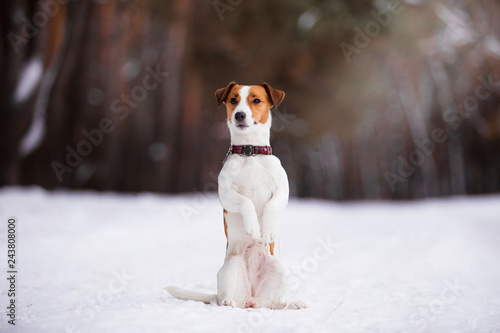 Dog breed Jack Russell Terrier in the winter forest © Мария Старосельцева