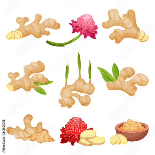 Flat vector set of ginger roots, flowers and powder. Natural and healthy food. Aromatic condiment