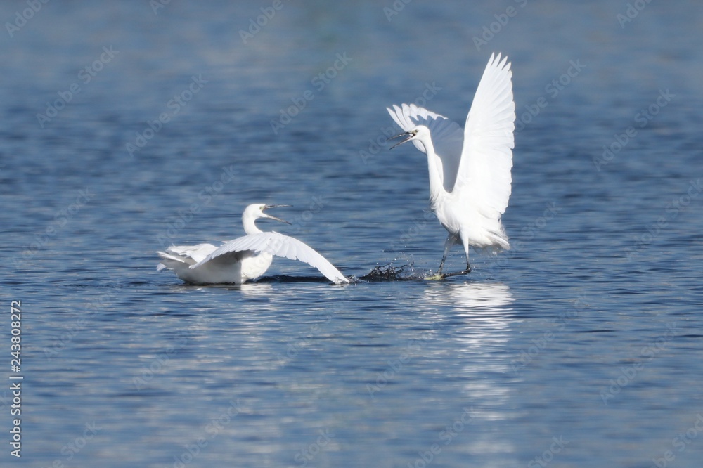 Fototapeta premium コサギの乱舞
