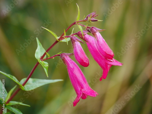 Close up of pink penstemon flowers against a green background