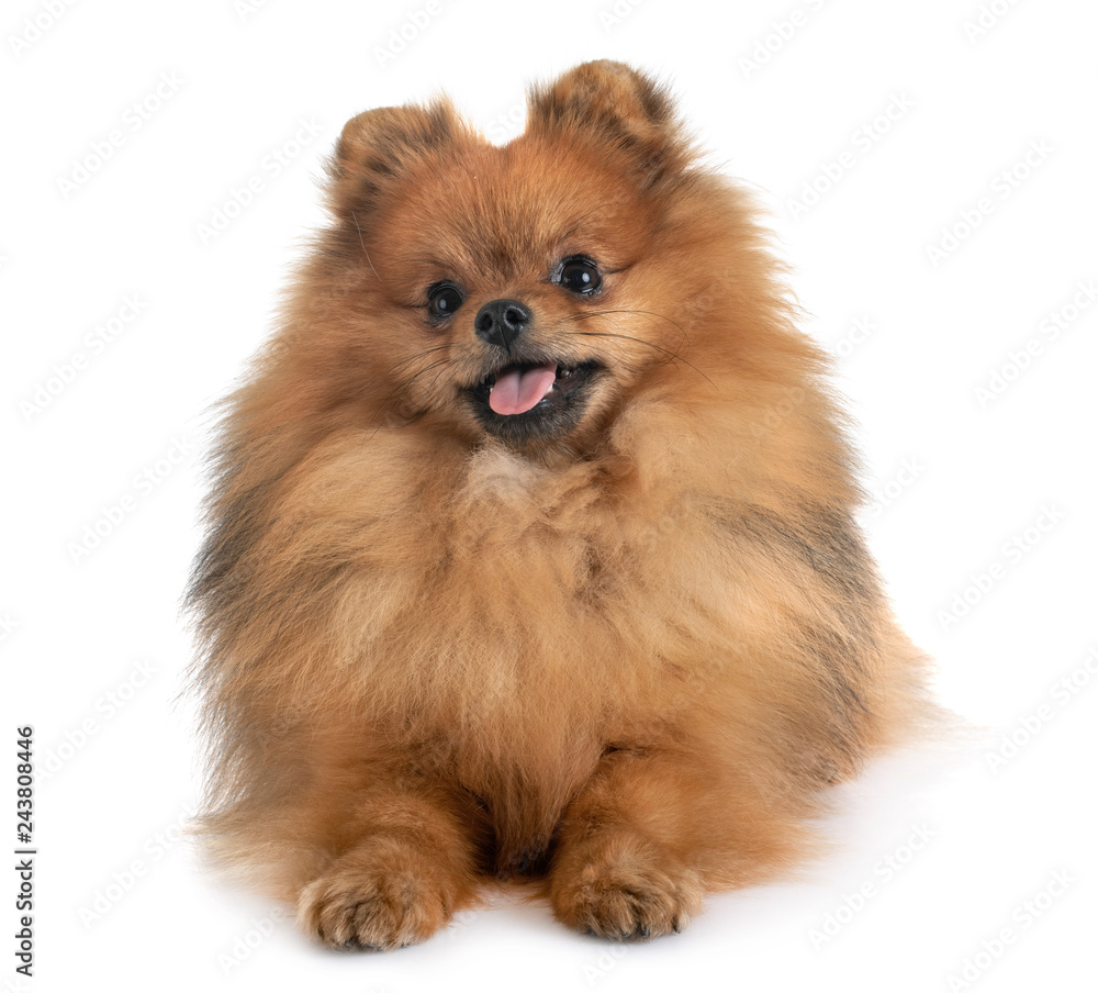 pomeranian in studio pomeranian in studio