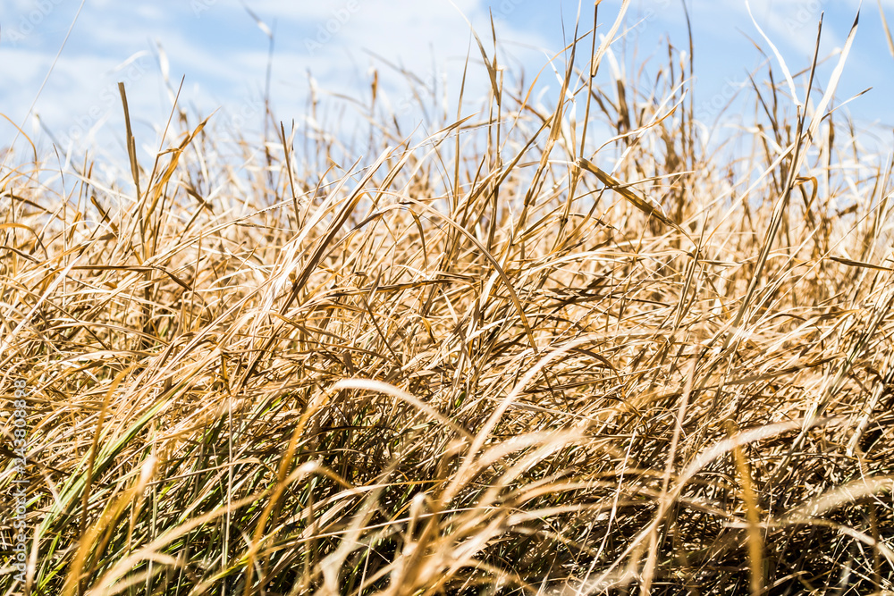 Fototapeta premium Grass