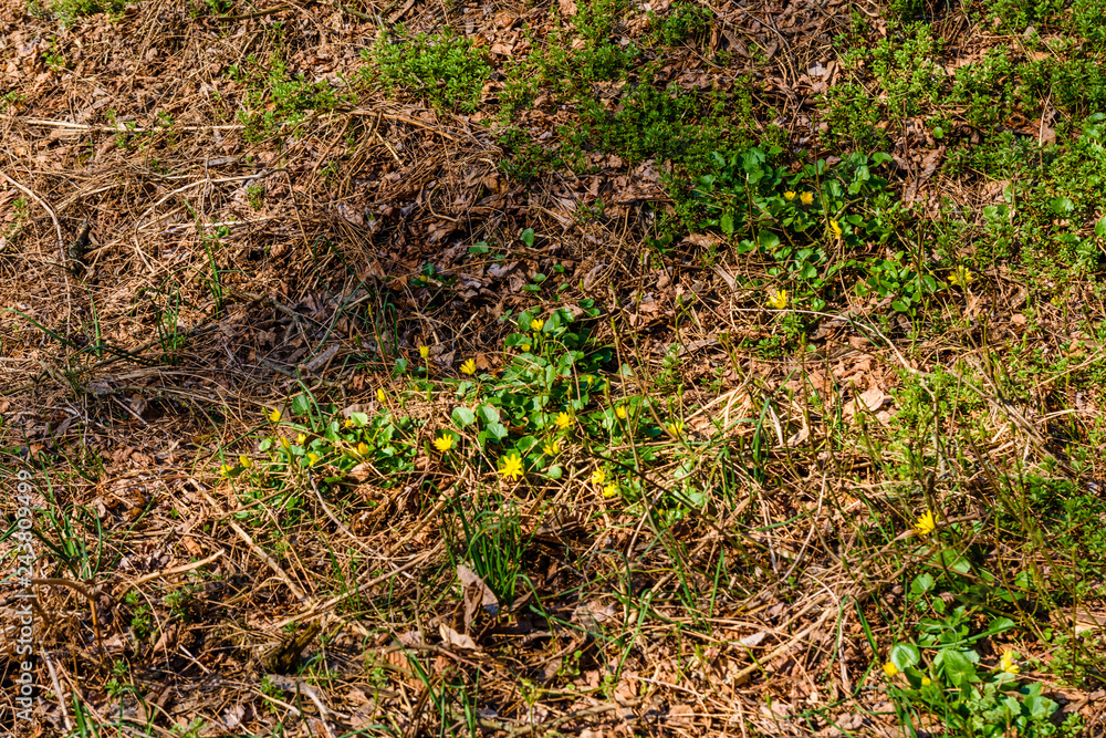 Yellow buttercups in a forest on early spring Yellow buttercups in a forest on early spring