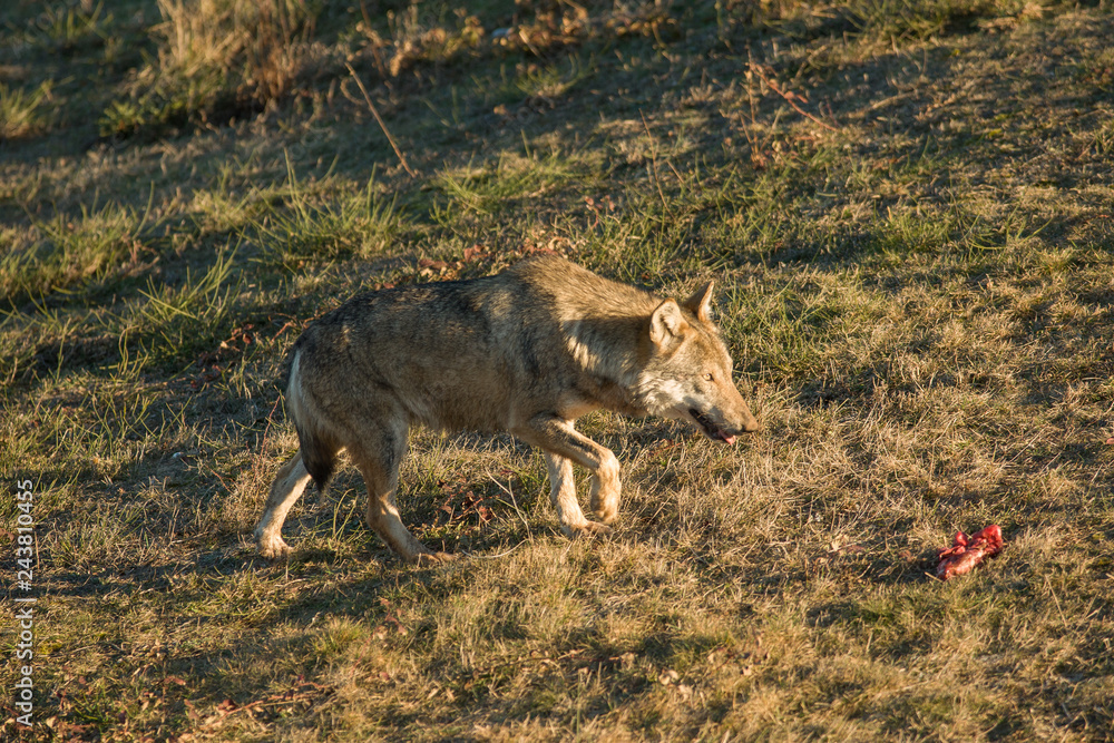 Fototapeta premium SONY DSC