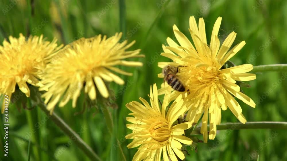 Bee collecting nectar on dandelion flowers Bee collecting nectar on dandelion flowers