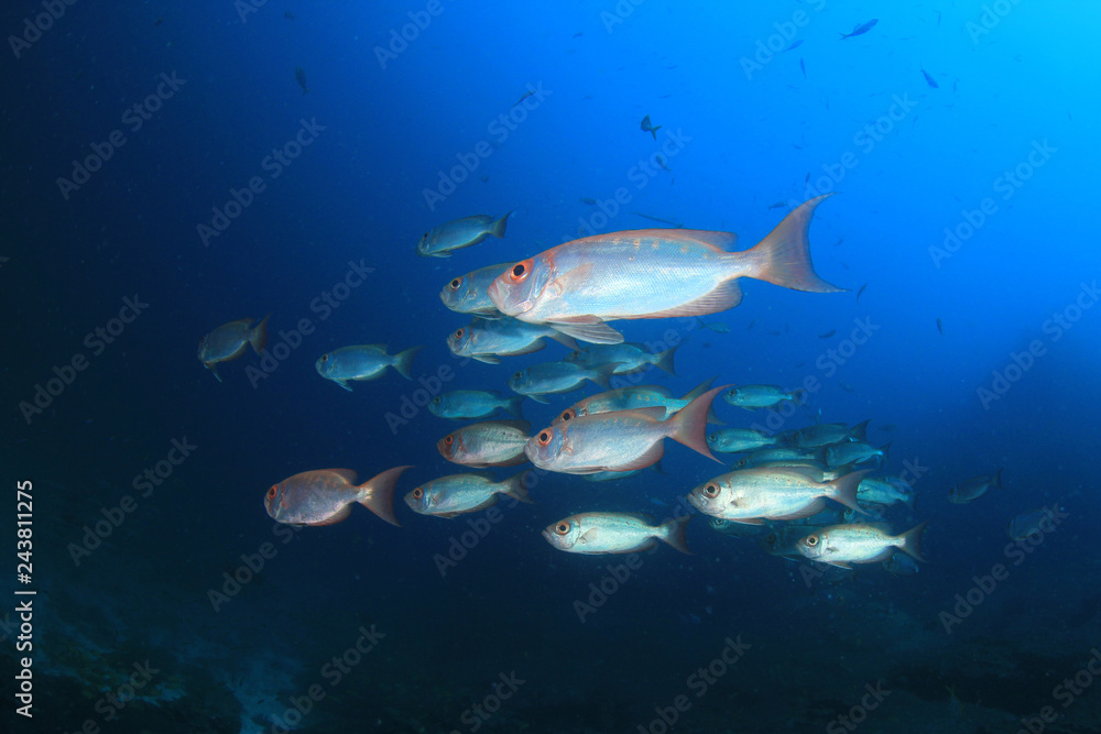 Naklejka premium Fish in ocean. Reef fish school underwater