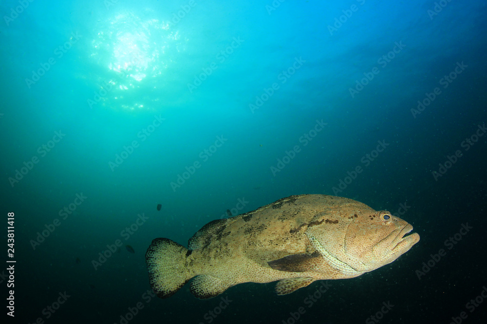 Fototapeta premium Coral reef and fish in ocean