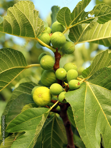 fig Tree with many fruits
