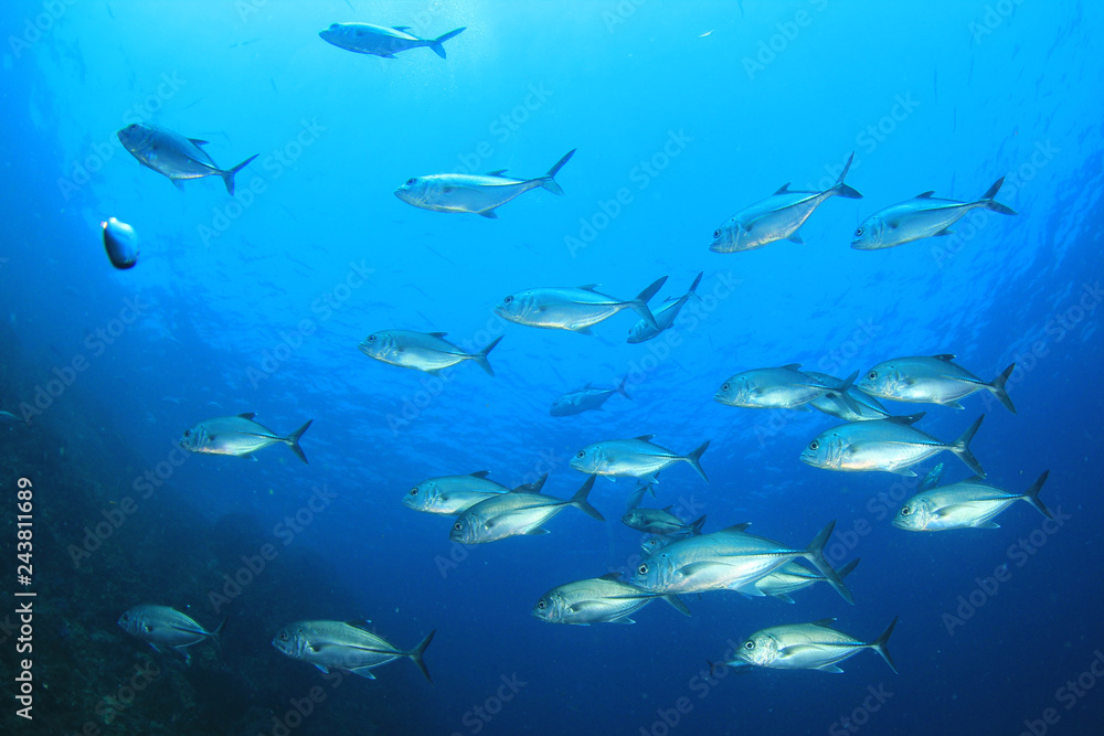 Fototapeta premium Fish in ocean. Reef fish school underwater