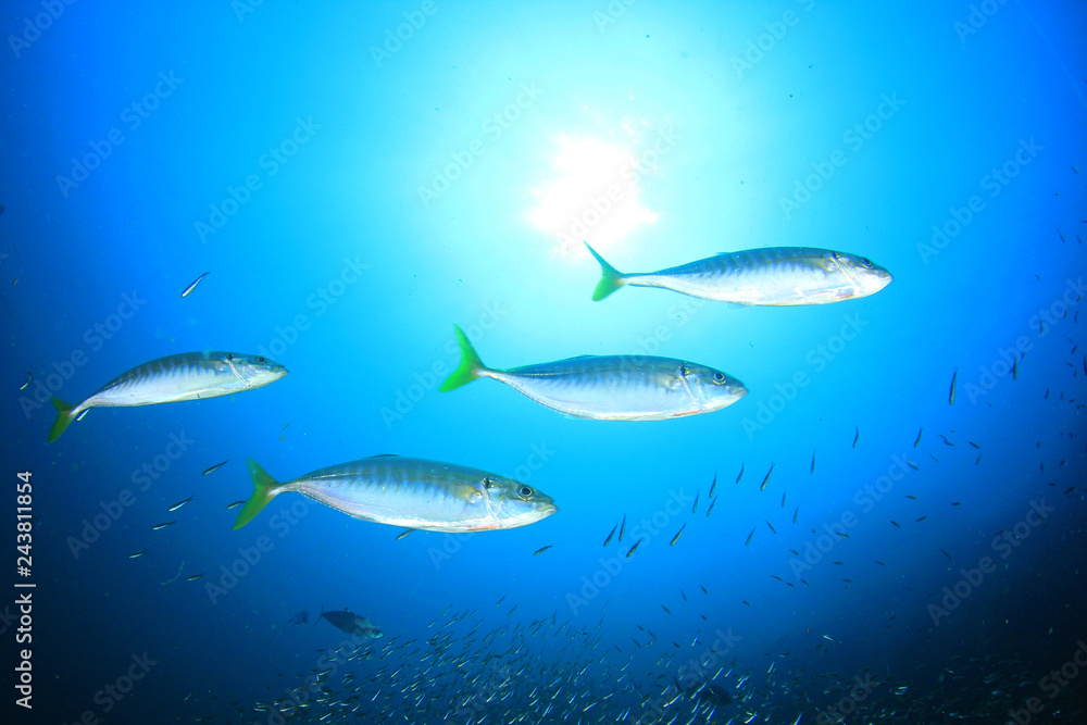 Fototapeta premium Tuna fish 