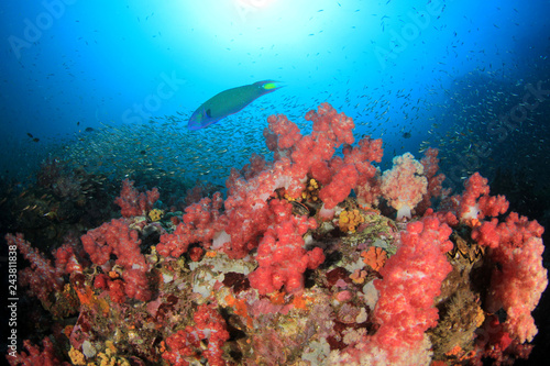 Fototapeta Naklejka Na Ścianę i Meble -  Coral reef and fish in ocean 