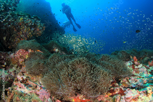 Scuba dive coral reef 