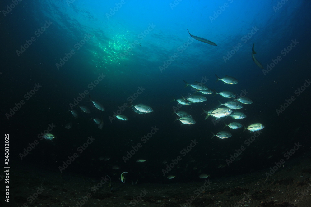 Fototapeta premium Fish in ocean. Reef fish school underwater