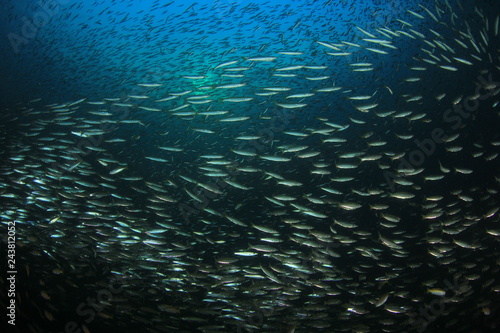 Fish in ocean. Reef fish school underwater