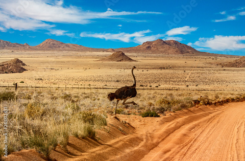 namibia road ostriche