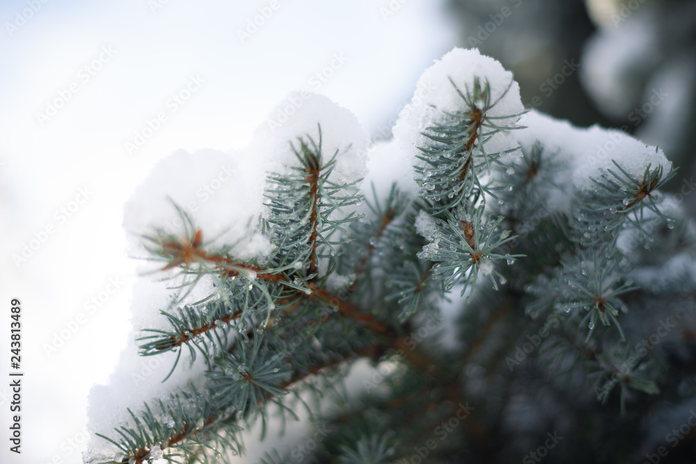 Green fir-tree branch covered with heavy snow with blur background