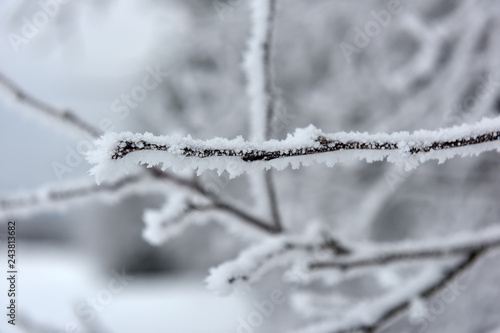 snowy and frosty tree branches