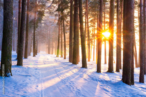 Winter forest with sun