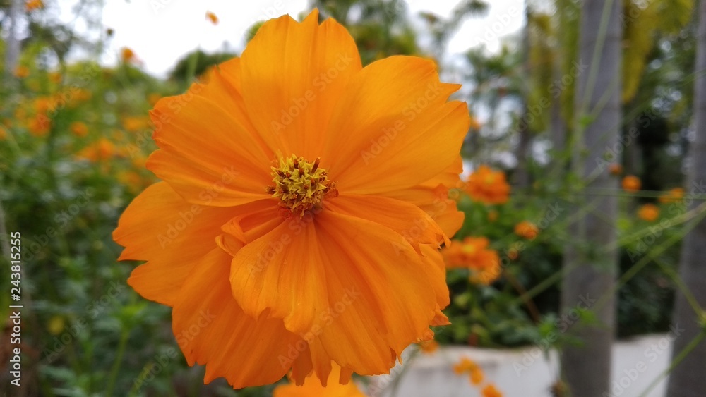 orange flowers in the garden