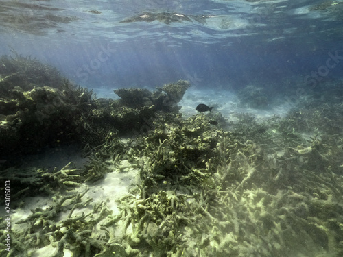 Underwater coral reef and fish in Indian Ocean, Maldives. Tropical clear turquoise water photo