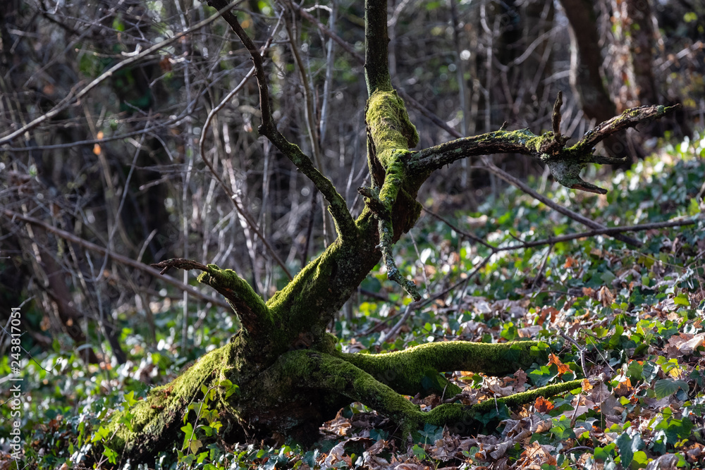 Souche de bois mort recouvert de mousse verte Souche de bois mort recouvert de mousse verte