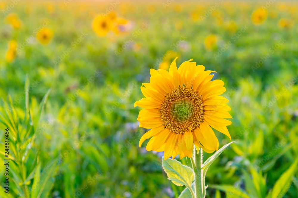 Sunflower - helianthus annuus - common sunflower