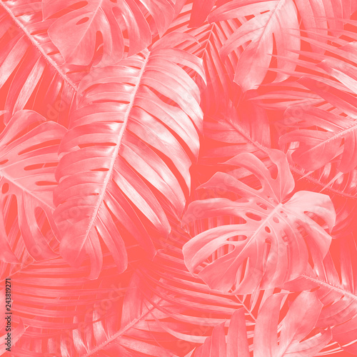 Tropical leaves background with pantone color of the year 2019 Living Coral