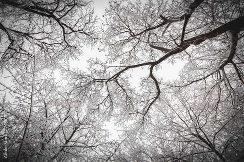 Look up is winter 
