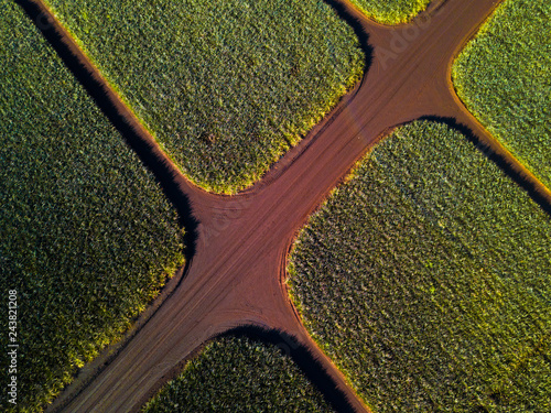 Aerial top down view of the pinapple plantation on Hawaii photo