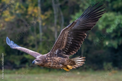 White tailed eagle (Haliaeetus albicilla) europe attack.