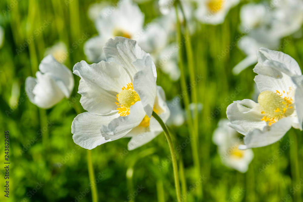 White anemone flowers in a garden on spring White anemone flowers in a garden on spring