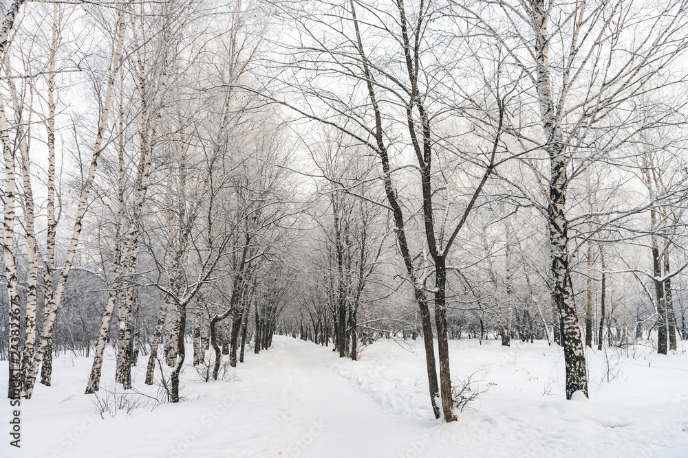 Snowy tunnel among tree branches in parkland close up. Snowy white background with alley in grove. Path among winter trees with hoarfrost during snowfall. Fall of snow. Atmospheric winter landscape. Snowy tunnel among tree branches in parkland close up. Snowy white background with alley in grove. Path among winter trees with hoarfrost during snowfall. Fall of snow. Atmospheric winter landscape.