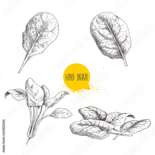 Hand drawn sketch style spinach set. Fresh farm  green leaves hand made retro illustrations. Vector artwork isolated on  white background.