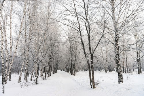 Snowy tunnel among tree branches in parkland close up. Snowy white background with alley in grove. Path among winter trees with hoarfrost during snowfall. Fall of snow. Atmospheric winter landscape. © Daniil