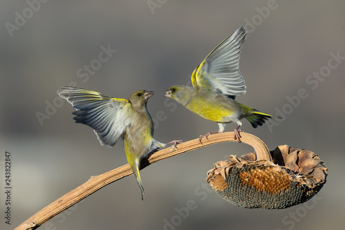 Tableau sur toile Verdoni comuni in  lotta per un seme di girasole (Chloris chloris)