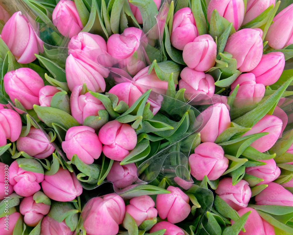 pale pink tulip flowers top view as a natural background pale pink tulip flowers top view as a natural background
