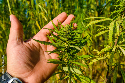 Closeup of green medical cannabis plant