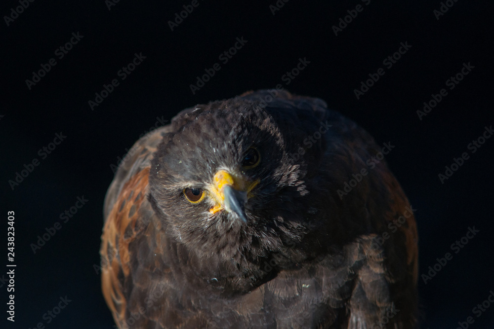 Fototapeta premium rapace