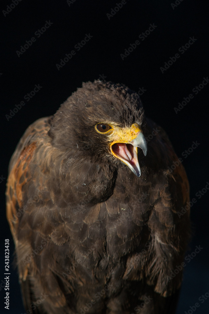 Obraz premium rapace