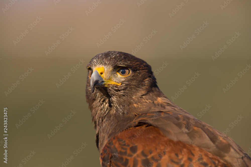 rapace rapace