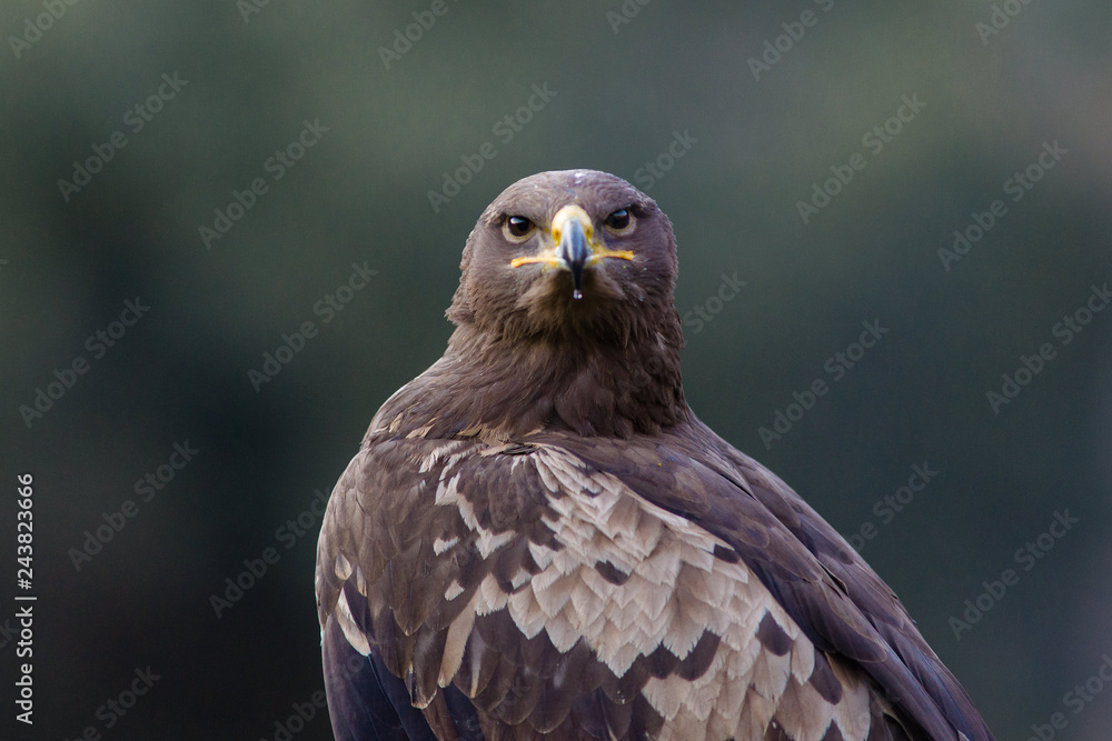 Fototapeta premium rapace