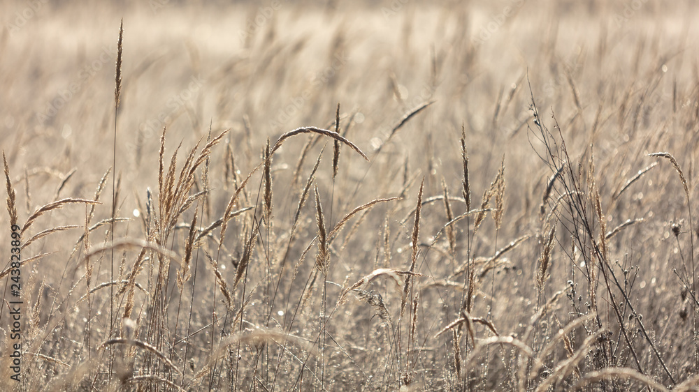 Fototapeta premium Dry grass in the morning at sunrise