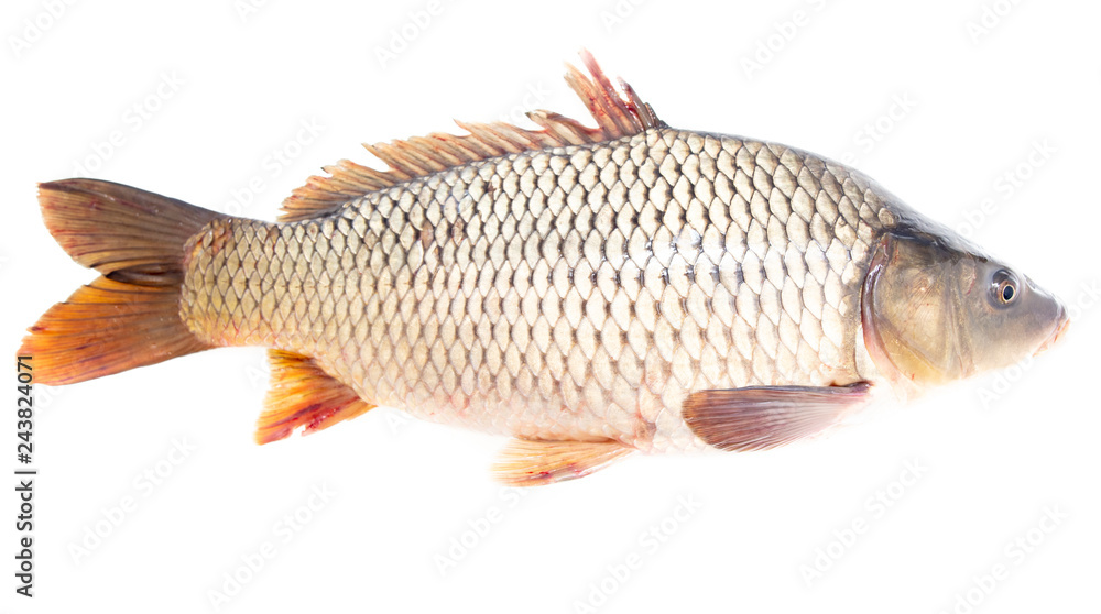 Fish carp isolated on white background Fish carp isolated on white background