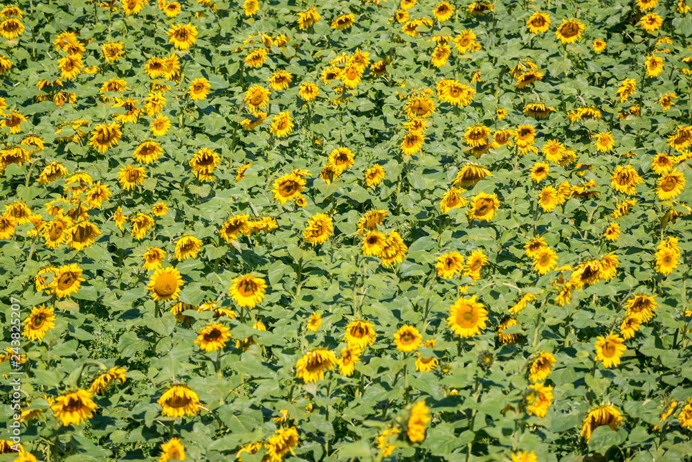 Sunflowers - helianthus-annuus - Sunflower-field