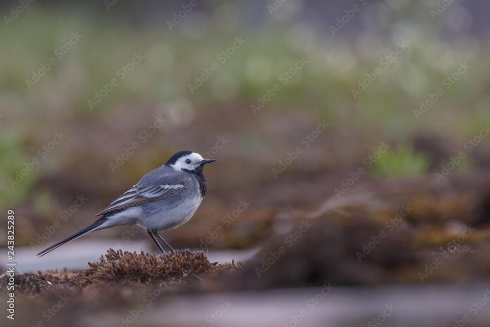 Naklejka premium white wagtail