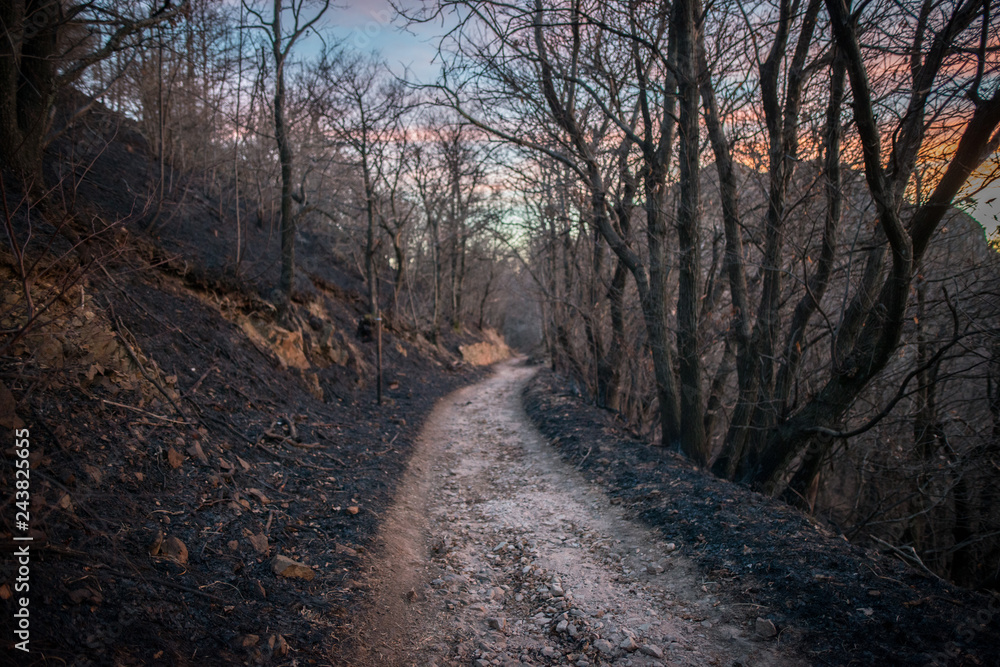 Naklejka premium burned forest with black ashes and a trail in the middle